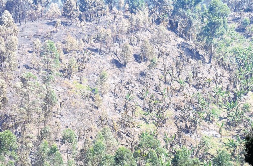 Source: Jamaica Observer, 29/5/2015, A large section of a plantation scorched by the flames.